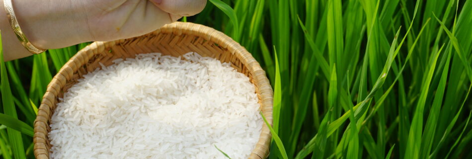 Gạo Ấn Độ Mua Ở Đâu